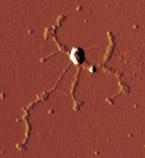 Atomic force microscopic view of DNA strands and gold nanoparticles (Credit: Li/Wiley)